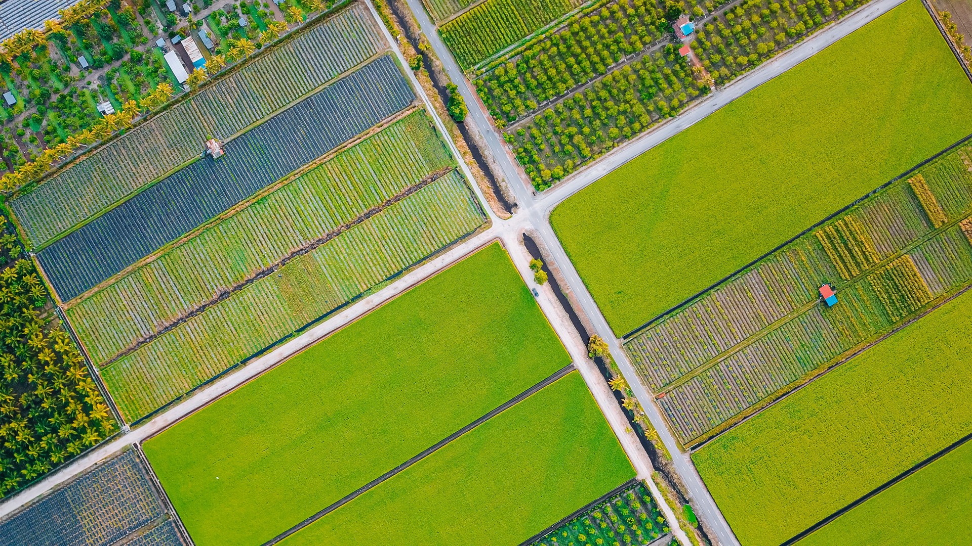 drone point of view Paddy Field in morning